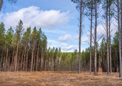 Reserve at High Forest