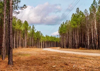 Reserve at High Forest