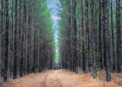 Reserve at High Forest