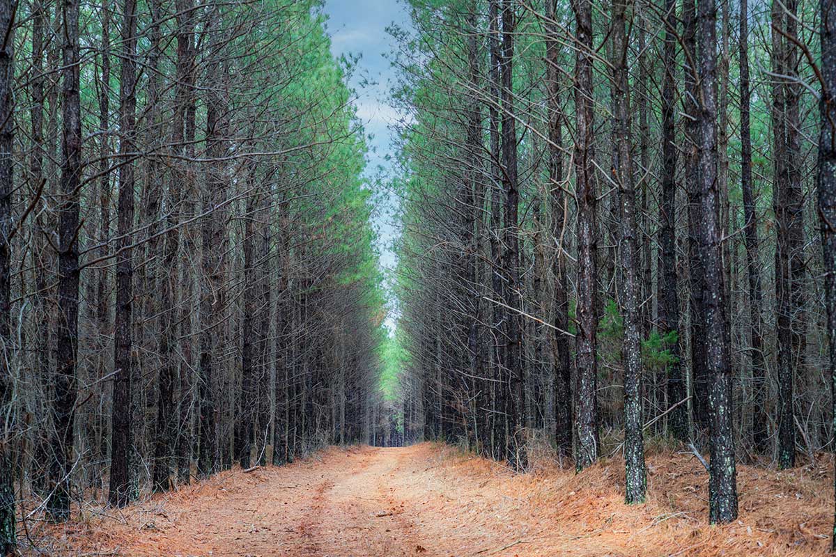 DSC04932-copy(19) Reserve at High Forest