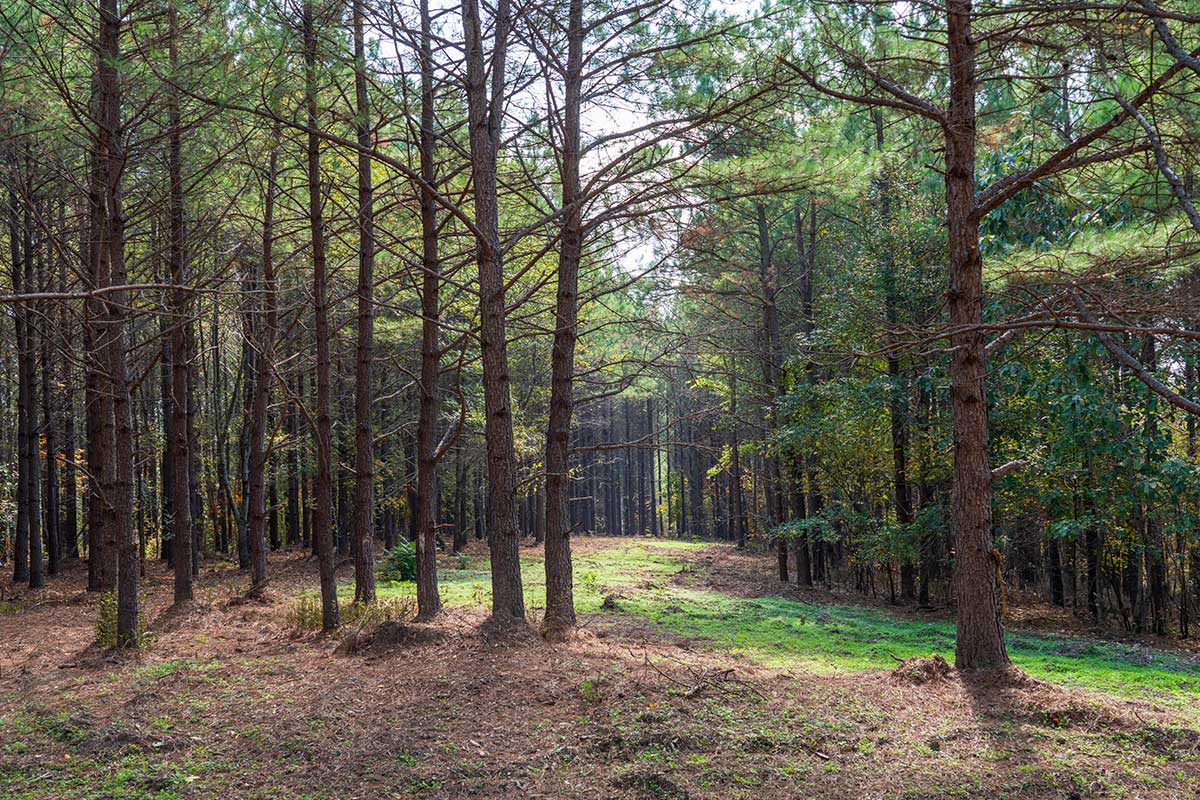 DSC09126-copy Reserve at High Forest